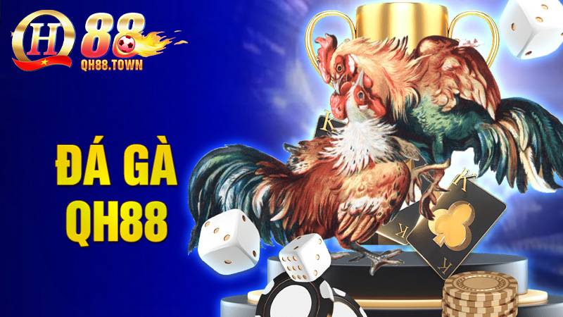 Đá gà QH88: Sảnh chơi đá gà Thomo rực cháy nhất hiện nay 1 Đá gà QH88